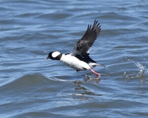 Waterfowl in the spring 
