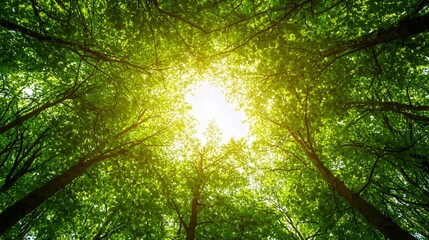 Obraz premium Sunlight Streaming Through Lush Green Forest Canopy