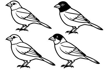 Elegant Finch Line Art Vector Collection