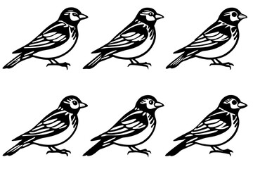 Fototapeta premium Elegant Finch Line Art Vector Collection