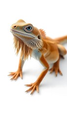 Obraz premium Bearded Dragon Lizzard White Background 