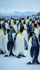 Obraz premium Dense colony of Emperor penguins huddled together on Antarctic ice , nature photography, animal kingdom