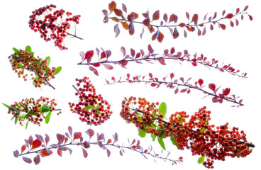 Pyracantha (firethorn) stems, berries and leaves. Photographed from the top down.  Isolated, PNG file.
