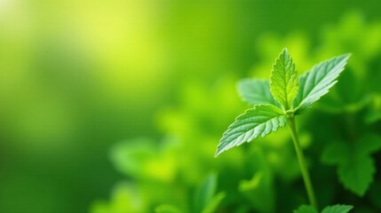 Vibrant Green Sprout Emerging in a Lush Foliage Background, Displaying the Beauty of Nature's Renewal and Growth