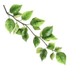 PNG Lush Green Plant Branch with Vibrant Leaves Against Transparent Background for Botanical Illustrations, Nature Designs, or Eco-Themed Graphics.