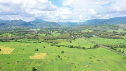 Fototapeta premium Rice field in Nan District Luang Prabang Laos