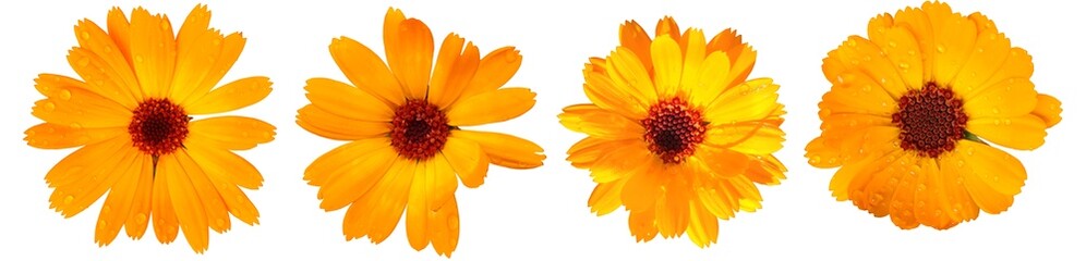 Set of calendula officinalis flowers isolated on white, transparent background.