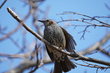 Winter of brown-eared bulbul