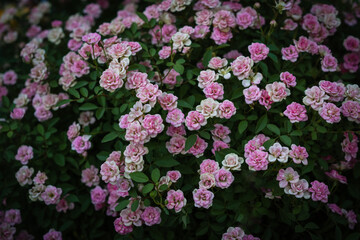 Many pink dwarf roses bloom on the trunk.