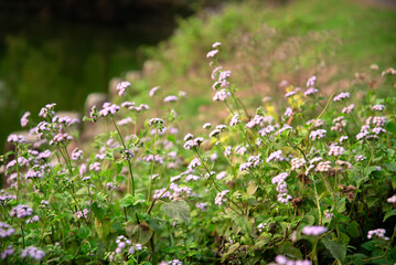 Praxelis is a genus of flowering plants of Bangladesh. Wild Flower Bangladesh