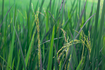green rice field