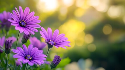 Fototapeta premium purple daisy flowers with blurred green forest