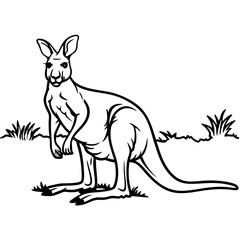 kangaroos
