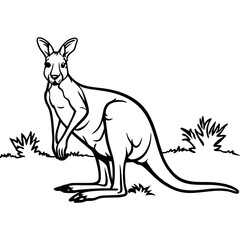 kangaroos