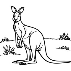 kangaroos