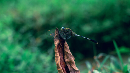 dragonfly on a leaf