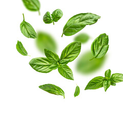 Flying fresh green basil leaves isolated on white background. Cut out contour basil leaves, objects for your packaging design, advertising, mockup. With clipping path 