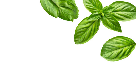 Flying fresh green basil leaves isolated on white background. Cut out contour basil leaves, objects...