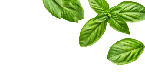 Flying fresh green basil leaves isolated on white background. Cut out contour basil leaves, objects for your packaging design, advertising, mockup. With clipping path 