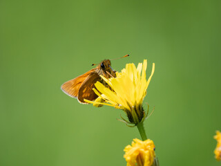 Side View of a Large Skipper Butterfly
