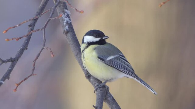 A Great Tit (Parus major)  sits on a tree branch on a beautiful blurred background of a winter forest. Close-up. Snow is falling.