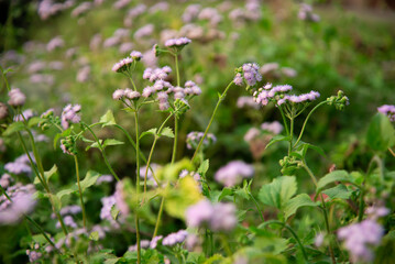Wild Purple Flower Bangladesh. Eupatorieae within the family Asteraceae