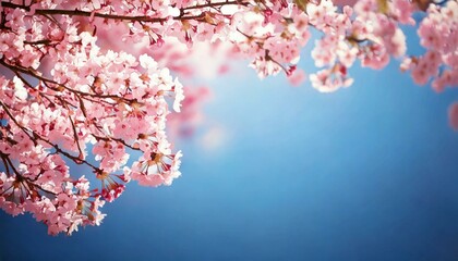 満開に咲く桜と花びら　入園入学新生活　お花見タイトルバナー　コピースペース