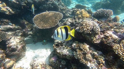 Fototapeta premium Vibrant Tropical Fish and Coral Reef Underwater Scene