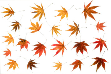 Autumn/ fall acer leaves photographed froth the top down. Isolated, PNG file.
