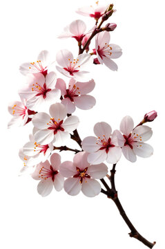 Fototapeta Cherry blossom branch PNG with delicate pink flowers and a transparent background. Perfect for floral designs, wedding invitations, spring themes, digital art, product packaging, branding, and decorat