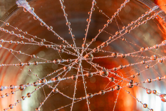 spider web with dew drops