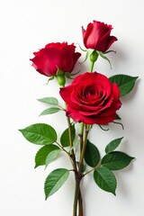 Vibrant red roses with green leaves on a white background, petal, background