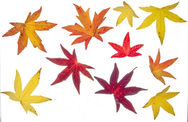 Liquidamber (sweet gum) leaves in autumn/ fall color (a). Photographed from the top down. Isolated, PNG file.