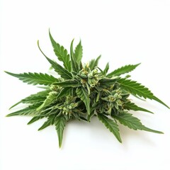Fototapeta premium Marijuana Education. Ganja Facts and Medicinal Cannabis Learning in University Environment