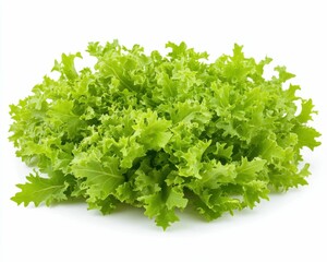 Obraz premium Mesclun Salad - Fresh Mix of Rocket, Oak Leaf, Chervil, and Lettuce Leaves