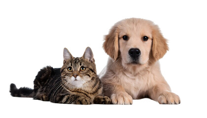 Fototapeta premium Golden retriever puppy and tabby cat sitting together, friendship animals isolated on white background