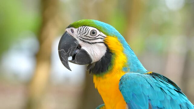 close up of blue and gold macaw parrot