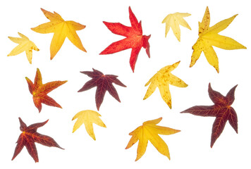 Liquidamber (sweet gum) leaves in autumn/ fall color (b). Photographed from the top down. Isolated, PNG file.

