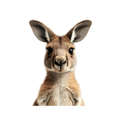 Fototapeta premium An adorable kangaroo isolated on a transparent background. shows its features with a bright and interesting expression, png