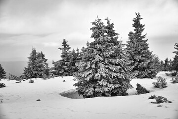 mountainside covered with coniferous forest in winter in the Karkonosze mountains
