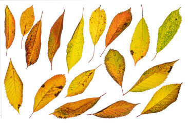 Assorted leaves in autumn/ fall color (a). Photographed from the top down. Isolated, PNG file.
