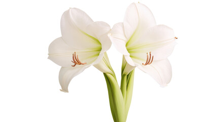 Obraz premium Amaryllis flowers