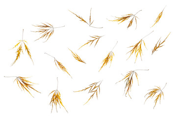 Assorted feathery acer leaves in autumn/ fall color. Photographed from the top down. Isolated, PNG.