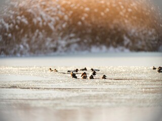 At dawn, the shimmering waters of Văcărești Natural Park reflect the gentle movement of ducks, creating a peaceful atmosphere in the urban delta, home to diverse wildlife