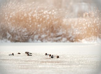 Ducks swim peacefully on the icy waters of Văcărești Natural Park, surrounded by winter foliage. This vibrant ecosystem supports wildlife in the heart of Bucharest, highlighting nature's resilience