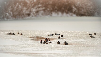 Amidst the tranquil setting of Delta Vacaresti, ducks gracefully glide over the frozen surface,...