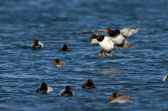 Drake redhead duck and a drake canvasback duck about to land on the water.