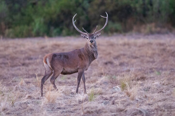 Fototapeta premium Red deer, Male roaring in La Pampa, Argentina, Parque Luro, Nature Reserve