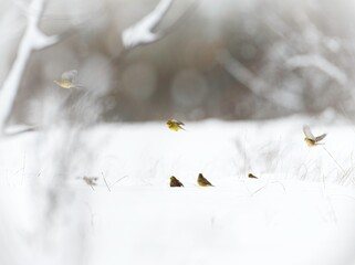 In the heart of Văcărești Natural Park, various birds flit through a snowy habitat, showcasing the unique urban biodiversity and wildlife conservation efforts within Bucharest's ecosystem