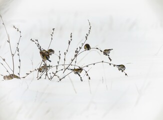 Amidst the snow-laden branches, a flock of small birds gathers in Delta Vacaresti, showcasing the urban delta's vibrant wildlife and ecological importance in Bucharest